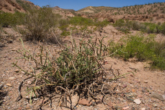 Cylindropuntia kleiniae h.jpg