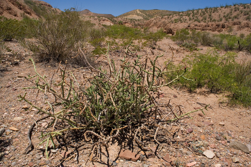 Файл:Cylindropuntia kleiniae h.jpg