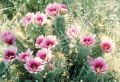 Echinocereus fasciculatus ssp. fasciculatus.jpg