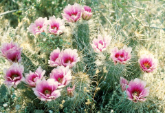 Echinocereus fasciculatus ssp. fasciculatus.jpg