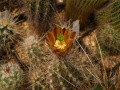 Echinocereus mapimiensis