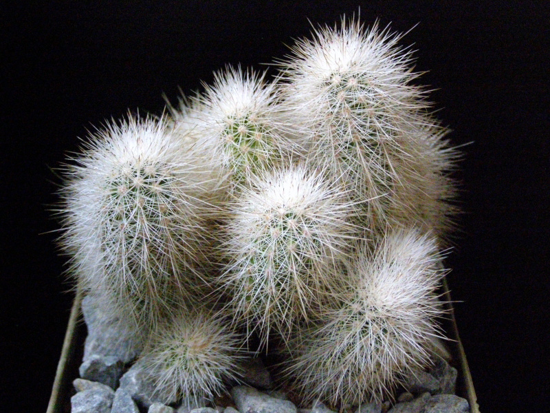 Файл:Echinocereus nivosus.JPG