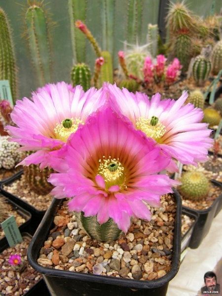 Файл:Echinocereus reichenbachii fitchii.jpg