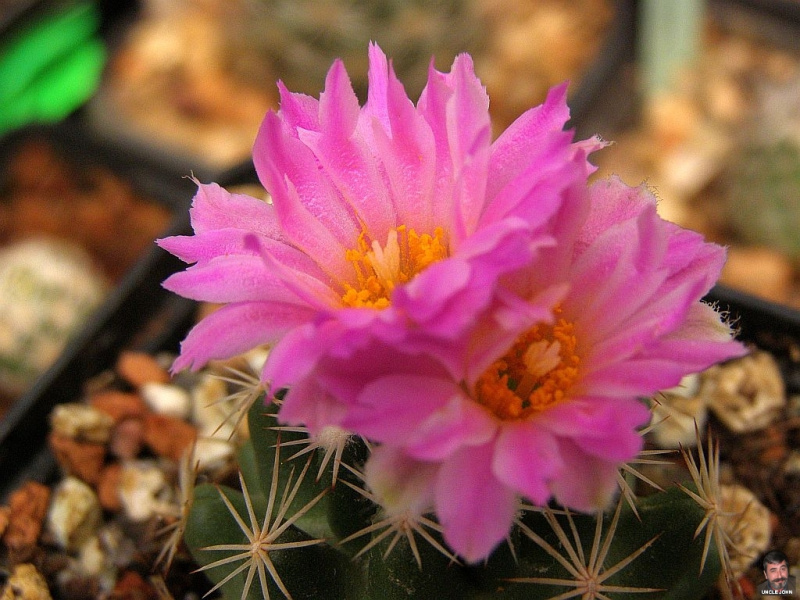 Файл:Escobaria hesteri 0.jpg