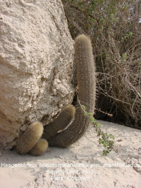Файл:Haageocereus pseudomelanostele ssp. acanthocladus 1.jpg