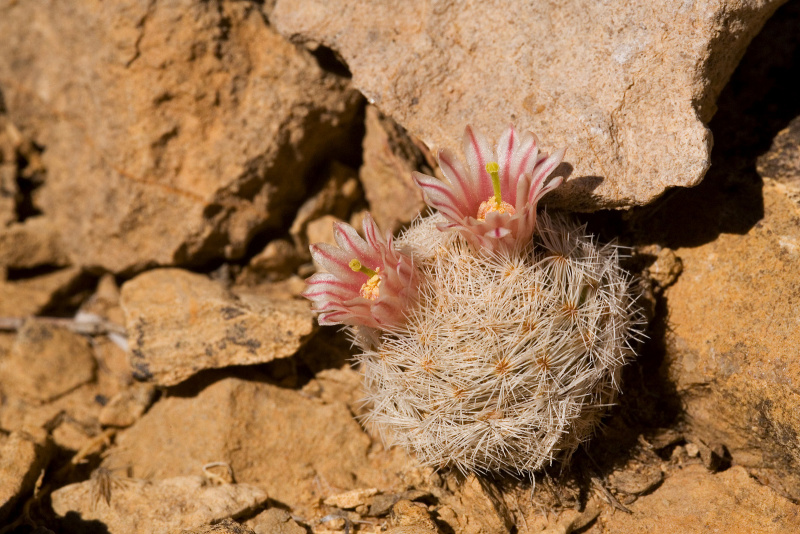 Файл:Mammillaria lasiacantha h.jpg