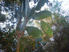 Opuntia excelsa.JPG