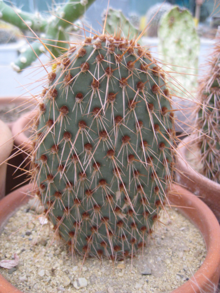 Файл:Opuntia pycnantha var. margaritana.jpg