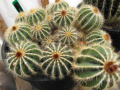 Parodia magnifica 4.JPG