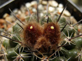Parodia subterranea 3.jpg