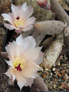 Pterocactus reticulatus.jpg