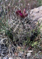 Sclerocactus spinosior fh 69 9 UT B.jpg