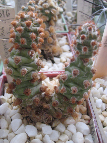 Файл:Tephrocactus molinensis 1.jpg