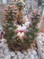 Tephrocactus molinensis