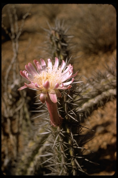 Файл:Acanthocereus tetragonus 13.jpeg