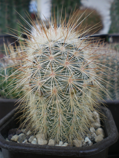 Файл:Echinocereus russanthus 2.jpg