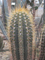Echinopsis terscheckii