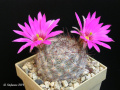 Mammillaria guelzowiana SB 1160