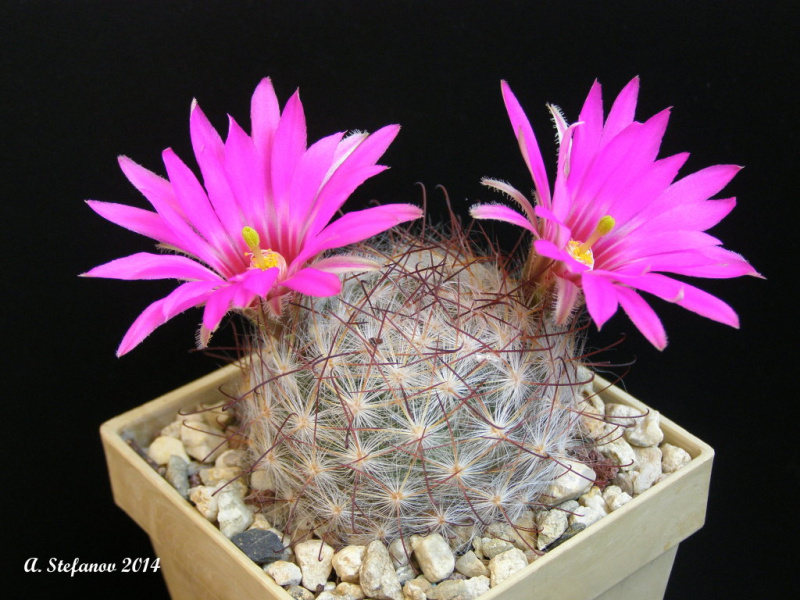 Файл:Mammillaria guelzowiana SB1160.jpg