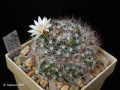 Mammillaria mathildae 3.jpg