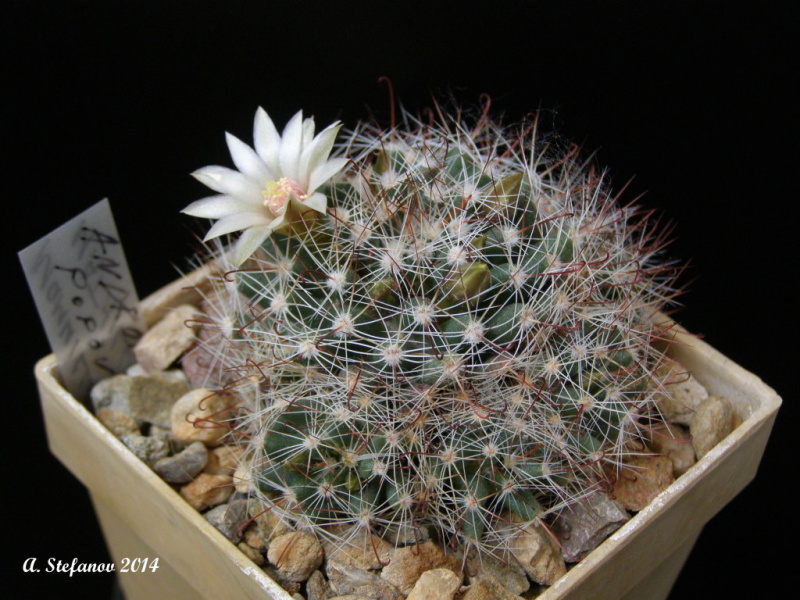 Файл:Mammillaria mathildae 3.jpg