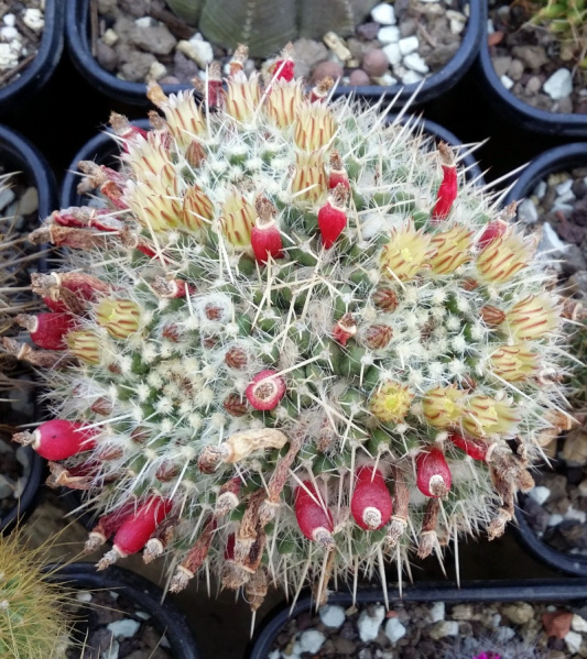 Файл:Mammillaria nejapensis 7.jpg