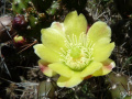 Opuntia aurantiaca