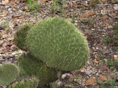 Opuntia huajuapensis 47.JPG