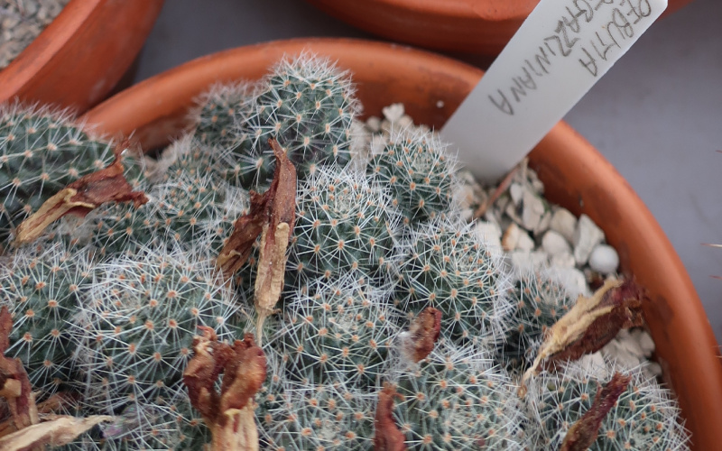 Файл:Rebutia deminuta ssp. deminuta 3.JPG