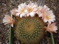 Rebutia minuscula 5.jpg