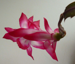 Schlumbergera kautskyi.jpg