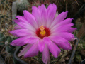 Thelocactus bicolor ssp. flavidispinus