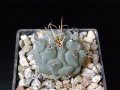 Thelocactus rinconensis var. rinconensis, forma phymatothelos