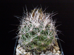 Coryphantha nickelsiae.JPG