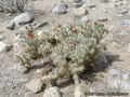 Cylindropuntia chuckwallensis