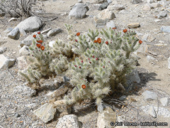 Cylindropuntia chuckwallensis 1076.jpeg