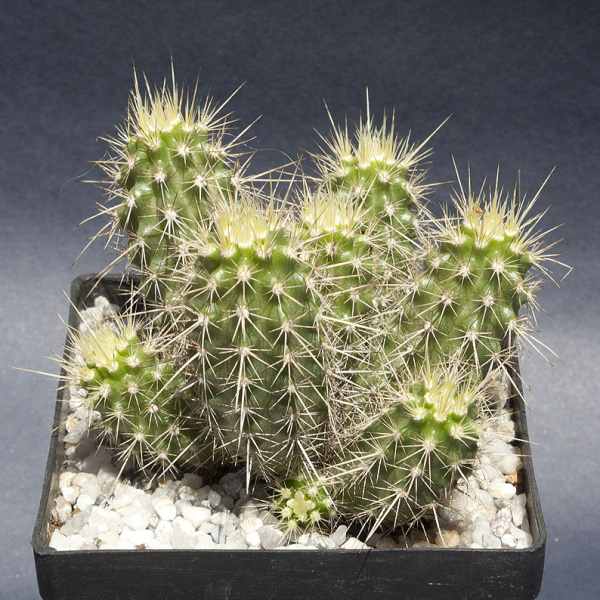 Файл:Echinocereus klapperi 1122.jpg