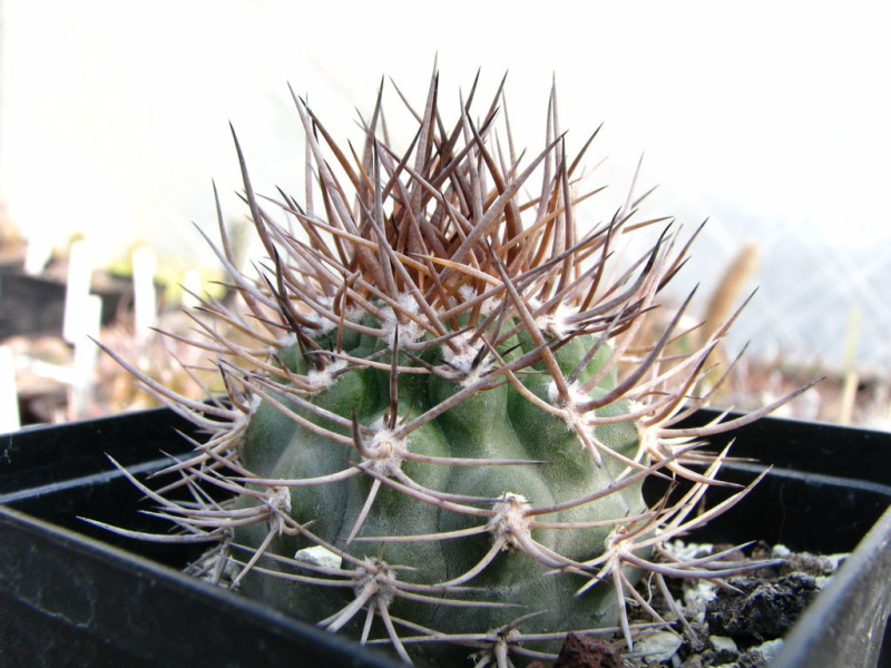 Файл:Eriosyce bulbocalyx.jpg