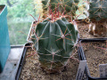 Ferocactus diguetii 1.JPG
