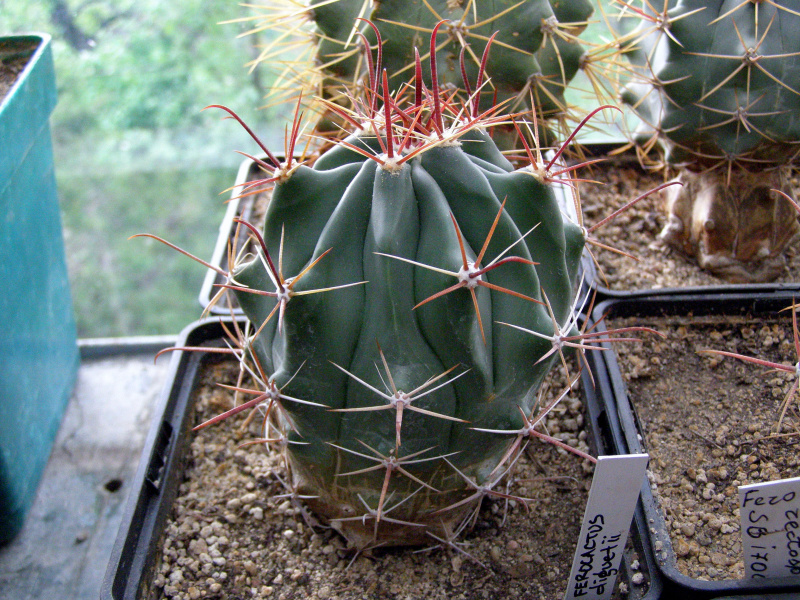 Файл:Ferocactus diguetii 1.JPG