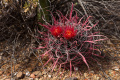 Ferocactus gracilis 5h.jpg