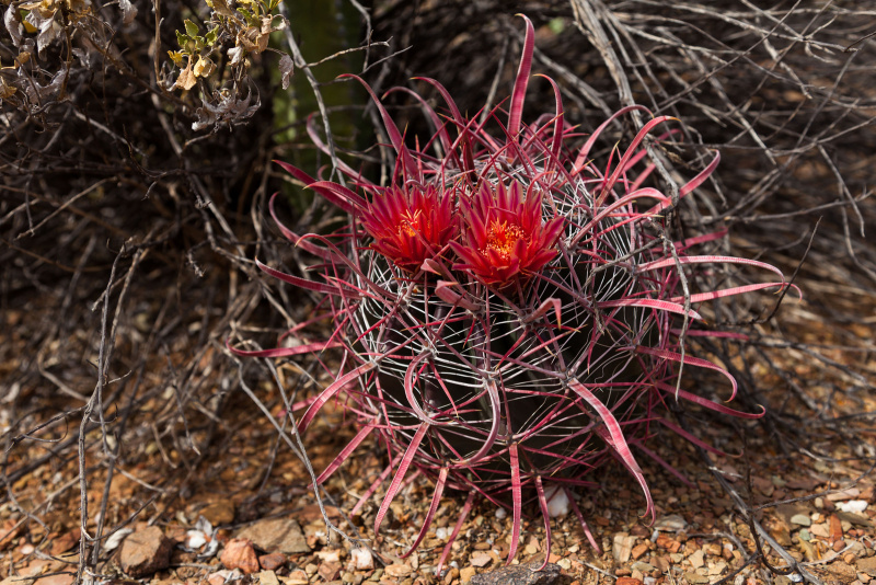 Файл:Ferocactus gracilis 5h.jpg