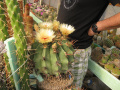 Ferocactus peninsulae 4.jpg