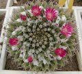 Mammillaria coronaria