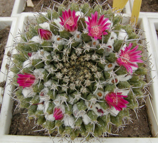 Файл:Mammillaria coronaria.jpg