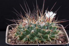 Mammillaria linaresensis 133.jpg