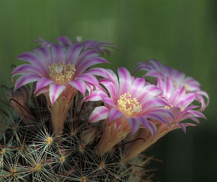Файл:Mammillaria longiflora 1.jpg