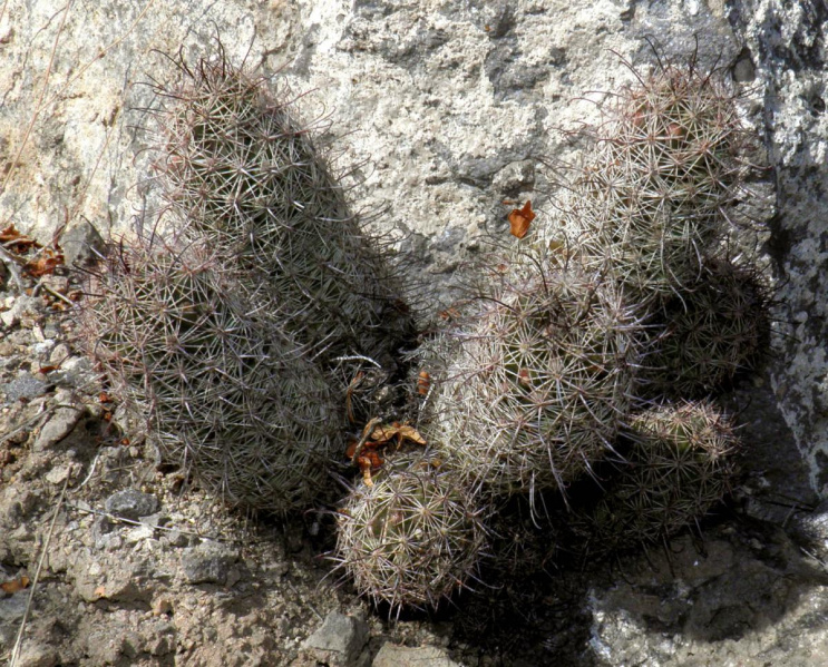Файл:Mammillaria mazatlanensis.jpg