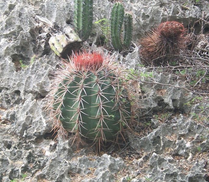 Файл:Melocactus caroli-linnaei.jpg