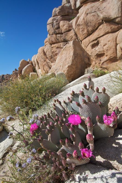 Файл:Opuntia basilaris var. basilaris.jpg